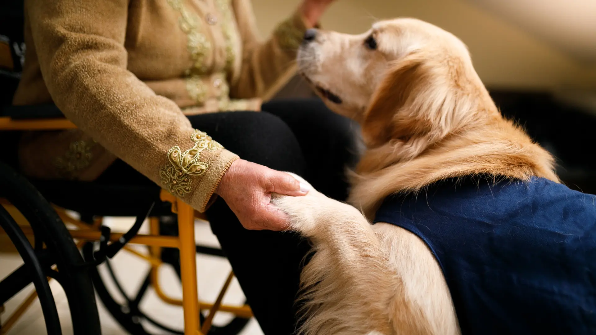 Sanación de Mascotas